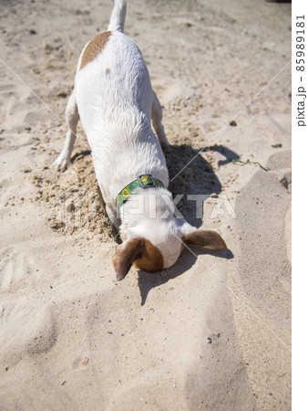 Dog on the beach in summer Dog on the beach in summer 85989181