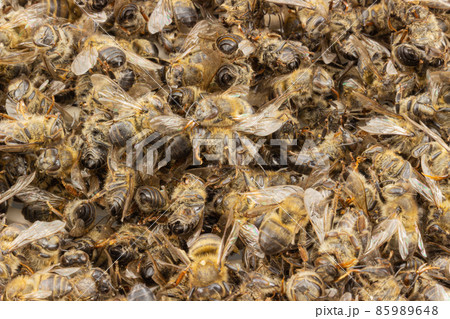 Close up dead bees 85989648