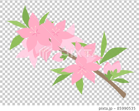 桃花插圖_枝 桃花插圖_枝 85990535
