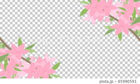 Peach flower illustration_frame_16: 9 85990591