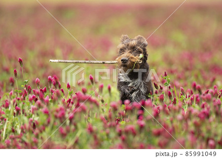 Czech 2024 wirehaired pointer