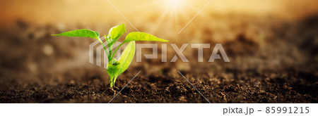 Young pepper sprout in the morning light in black soil. 85991215