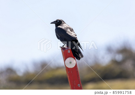 Photograph of a black crow sitting on a sign post in the sunshine 85991758