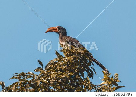 Southern yellow billed hornbill 85992798