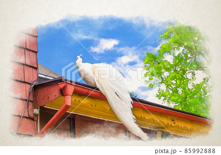 Watercolor drawing of Beautiful white peacock bird carrying long tail on the roof of wooden building, tree with green leaves on branches 85992888