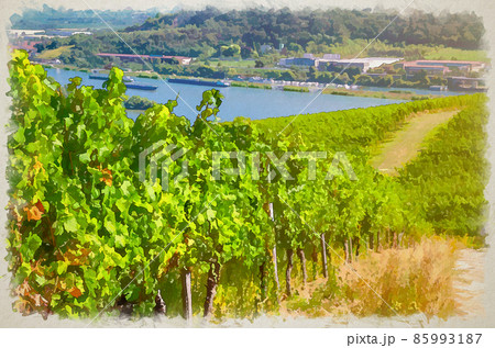 Watercolor drawing of Vineyards green fields landscape with grapevine rows, grape trellis and road on hills in river Rhine Valley 85993187