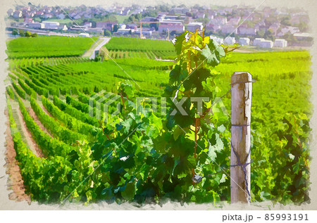 Watercolor drawing of Grapevine wooden pole and rows of vineyards green fields landscape with grape trellis on river Rhine Valley hills Watercolor drawing of Grapevine wooden pole and rows of vineyards green fields landscape with grape trellis on river Rhine Valley hills 85993191