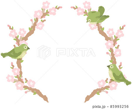 花をつけた枝にとまるメジロ 85993256