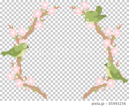 花をつけた枝にとまるメジロ 85993256