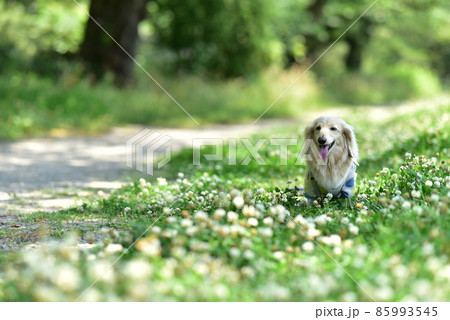ダックスとシロツメクサ 85993545