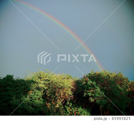 Rainbow tree Rainbow tree 85993825