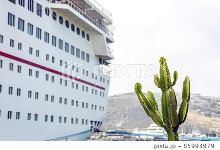 Cactus Cactus 85993979