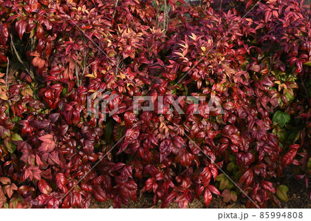 オタフクナンテン オタフクナンテン 85994808