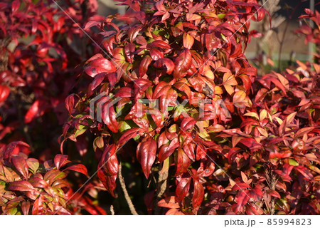 オタフクナンテン 85994823