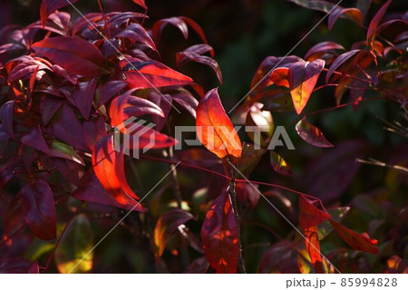 オタフクナンテン 85994828