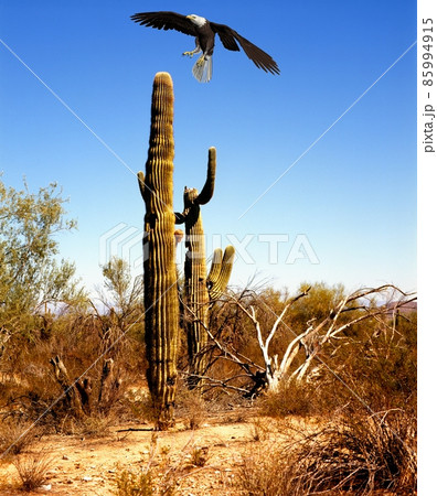 Bald Eagle Landing 85994915