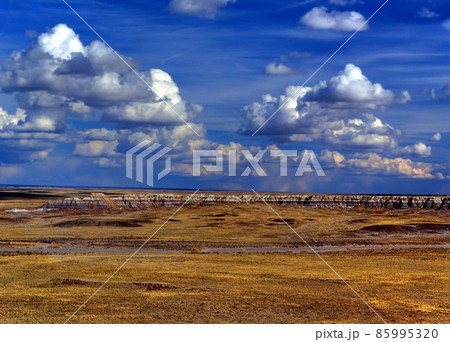 Petrified Forest Petrified Forest 85995320