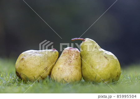 Composition of three yellow pears in fresh grass blurred dark green blurred copy space background. Composition of three yellow pears in fresh grass blurred dark green blurred copy space background. 85995504