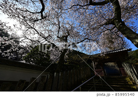 宇土観音弘誓寺の桜 宇土観音弘誓寺の桜 85995540