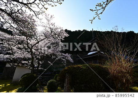 宇土観音弘誓寺の桜 宇土観音弘誓寺の桜 85995542