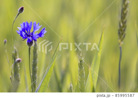 Close-up of tender blooming among wheat spices lit by summer sun one blue cornflower on high stem on blurred bright green summer field background. Beauty and harm, corn and weed concept. Close-up of tender blooming among wheat spices lit by summer sun one blue cornflower on high stem on blurred bright green summer field background. Beauty and harm, corn and weed concept. 85995587
