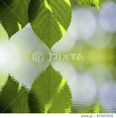 Close-up of fresh shiny cherry leaves lit by sun hanging like curtain above blurred mirror reflection on bright bokeh copy space background. Beauty and harmony of nature, fruit gardening concept. 85995648