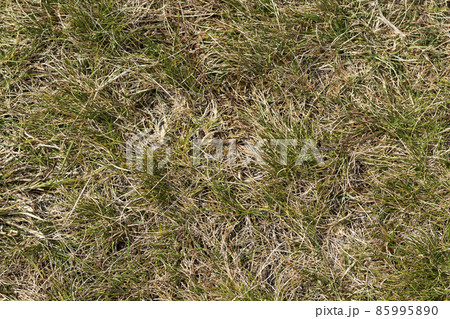 Close up top view abstract picture of weathered dry yellow wild grass field with some green blades on sunny spring or summer day. Beauty of natural environment concept. Close up top view abstract picture of weathered dry yellow wild grass field with some green blades on sunny spring or summer day. Beauty of natural environment concept. 85995890