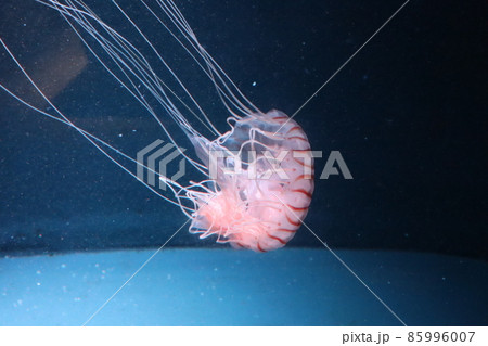 水族館の水槽の中にいる触手の長いクラゲのいる風景 85996007