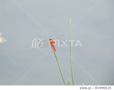 草に止まって池を見るナツアカネ 85996019