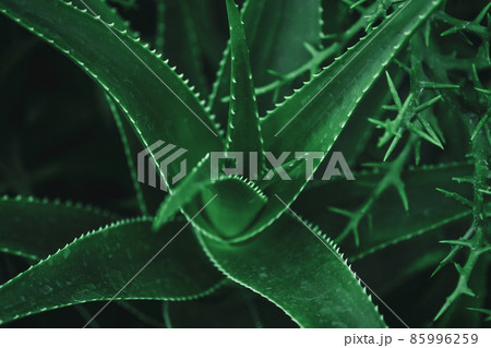 Aloe vera plant closeup, dark green succulent plants 85996259