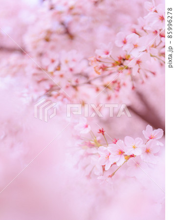 満開の桜・入学卒業イメージ 満開の桜・入学卒業イメージ 85996278