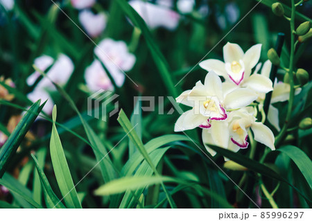 Orchid garden with blooming Cymbidium and other ground orchids 85996297