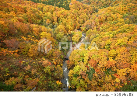 城ヶ倉渓谷の紅葉全景（青森県） 85996588