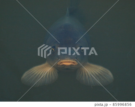 淡水魚（コイ　福岡県糸島市にて） 85996856
