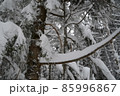 冬の北八ヶ岳の景色　雪の針葉樹林　蓼科山登山道 85996867