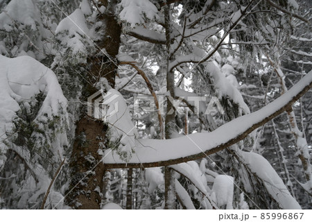 冬の北八ヶ岳の景色　雪の針葉樹林　蓼科山登山道 85996867