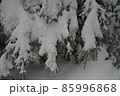冬の北八ヶ岳の景色　雪を被ったシラビソの葉　蓼科山登山道 85996868