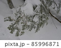冬の北八ヶ岳の景色　雪を被ったシラビソの葉　蓼科山登山道 85996871