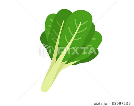 小松菜の野菜のイラスト 85997239