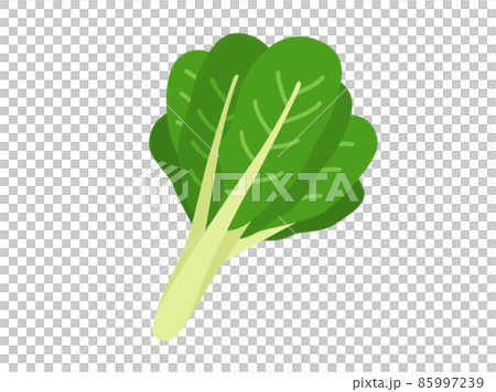 小松菜の野菜のイラスト 85997239