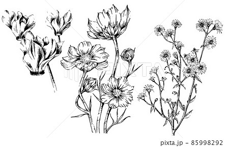 3種類の花の手描きペン画、コスモス、シクラメン、ハーブ 85998292