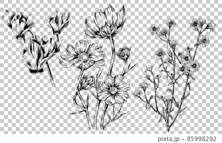 3種類の花の手描きペン画、コスモス、シクラメン、ハーブ 85998292