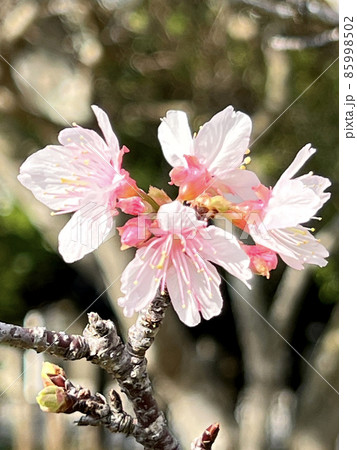 沖縄 那覇漫湖公園に咲いた緋寒桜 沖縄 那覇漫湖公園に咲いた緋寒桜 85998502
