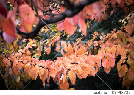 秋　紅葉 85998787