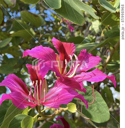 沖縄 那覇漫湖公園に咲いた羊蹄木の花 沖縄 那覇漫湖公園に咲いた羊蹄木の花 85998968