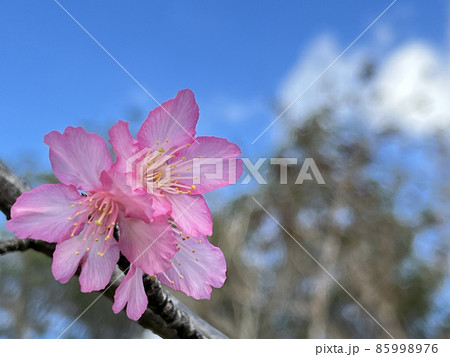 沖縄 那覇漫湖公園に咲いた緋寒桜 85998976