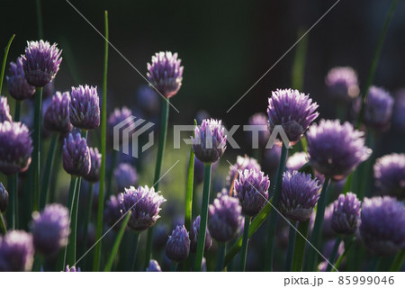 Purple Chives flowers,  Allium schoenoprasum in dusk evening light 85999046