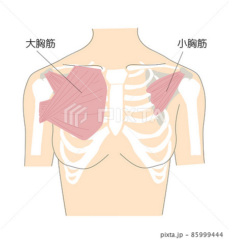 大奶   人体 胸の大胸筋と小胸筋 – 解剖学筋」のイラスト素材 145358152 ...