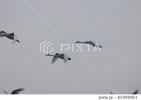 千歳川の自然 白鳥 ハクチョウ 千歳川の自然 白鳥 ハクチョウ 85999903