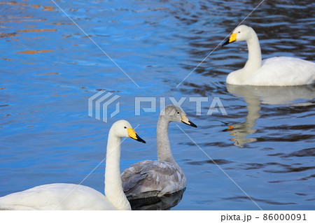 千歳川の自然　白鳥　ハクチョウ 86000091